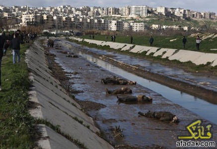 مجزرة جماعية ترتكبها عصابات جبهة النصرة بحق عشرات المخطوفين وألقت بجثامينهم في نهر قويق بحلب
