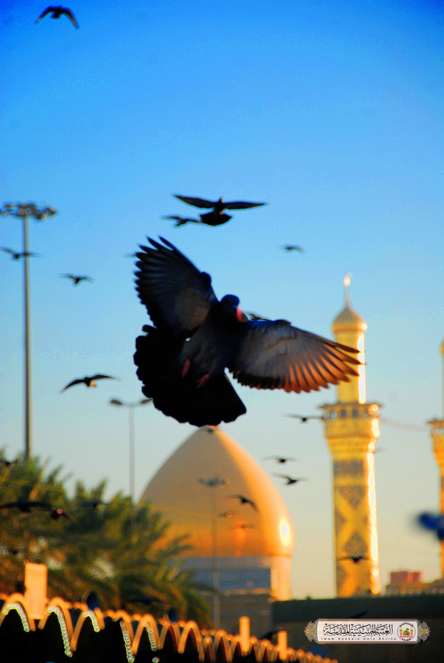 حمامك سيدي يرفع جناحيه امامك بالسلام